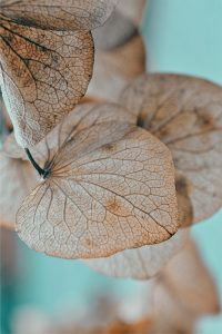 Trockenes Herbstblatt mit sichtbaren Blattadern – Symbol für Austrocknen in den Wechseljahren