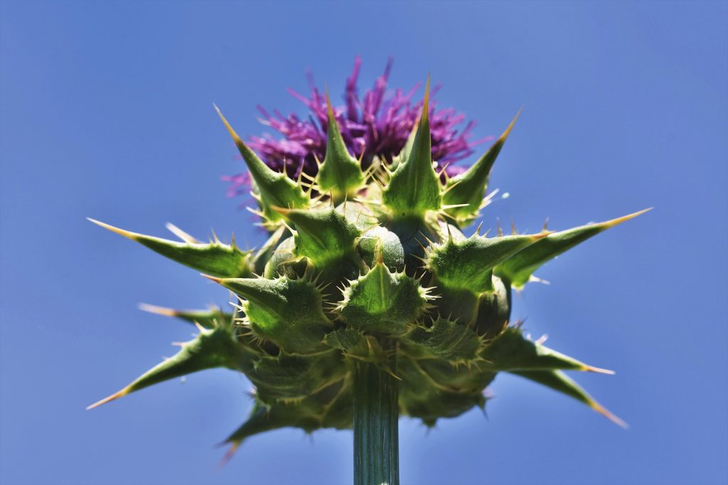Mariendistel mit violett-pinker Blüte und grünen Dornen vor blauem Himmel