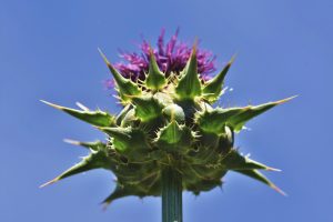 Mariendistel mit violett-pinker Blüte und grünen Dornen vor blauem Himmel