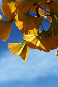 Sonnenlicht fällt durch gelbe Ginkgoblätter vor blauem Himmel – Symbol für Gesundheit, Regulation und innere Balance