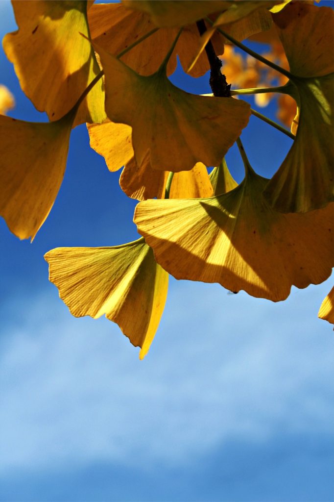 Sonnenlicht fällt durch gelbe Ginkgoblätter vor blauem Himmel – Symbol für Gesundheit, Regulation und innere Balance