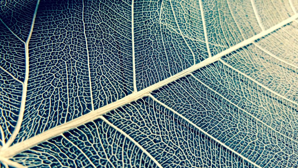 Detailaufnahme einer blauen Blattstruktur, symbolisch für natürliche Prozesse, Langlebigkeit und gesundes Altern