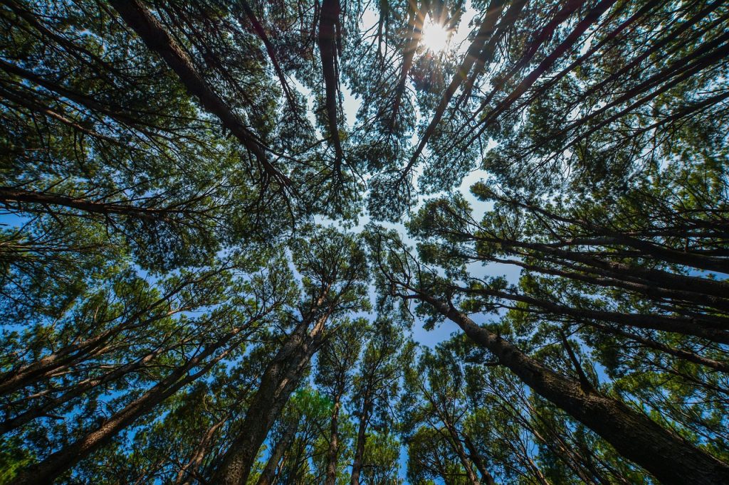 Blick in den Himmel durch hohe Bäume – Symbol für Weite, Atmung und die beruhigende Kraft der Stille in der Natur.
